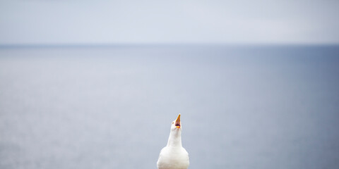Minimalist composition. Seagull and sea.