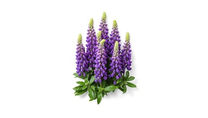 Purple lupine flowers on a white background, serving as a botanical illustration for creative projects