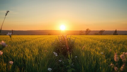 Sunset-lit green grass and foliage forming a vibrant summer banner backdrop, Nature preservation awareness