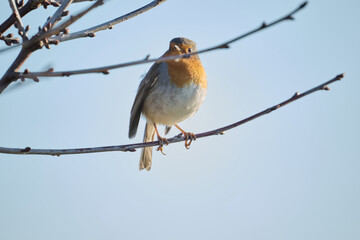 robin on branch