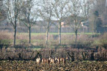 roe deer in a sunny field © Duvekot Fotografie