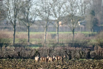 Fototapeten Rehe roe deer in a sunny field  © Duvekot Fotografie