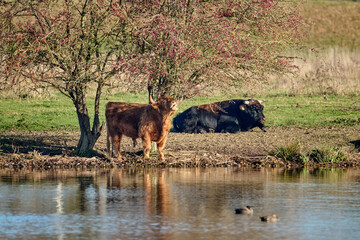 two bulls at the river