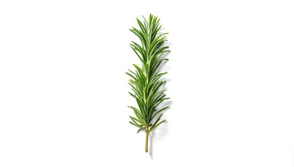 Obraz premium Fresh rosemary plant isolated on white background emphasizing culinary and medicinal uses