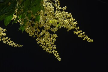 mango flower bloom at treetop and waiting rain for growth to be fruit on garden in summer with dark night sky background
