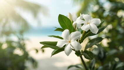 Fototapeta premium Detailed view of blooming white gardenia cape jasmine flowers, focusing on aromatic qualities for landscaping projects
