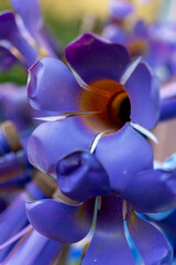 Vibrant purple flowers bloom under soft natural light, showcasing intricate details of nature's beauty in a colorful garden setting