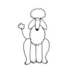 Poodle, an elegant and active dog breed. Doodle. Vector illustration. Hand drawn. Outline.