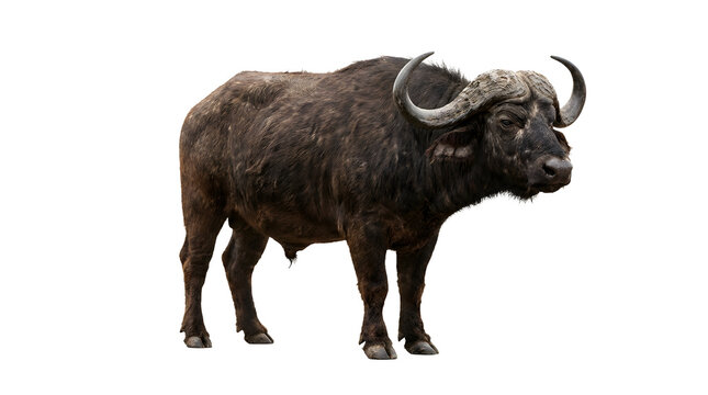 African Cape Buffle Isolated Transparent Background