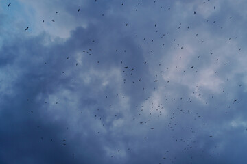 Large flock of seagulls flying over La Malagueta beach in Malaga, Spain, under a dramatic overcast sky. The image captures the natural movement of coastal birds in the Mediterranean.