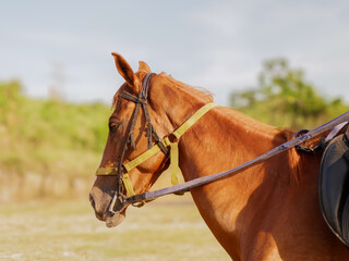Profile of a chestnut horse with equestrian bridle and saddle standing in an outdoor field. Concept of horseback riding and animal training on a sunny day