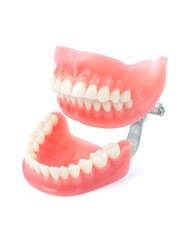 Obraz premium Model of dental prosthetics, displaying an upper and lower set