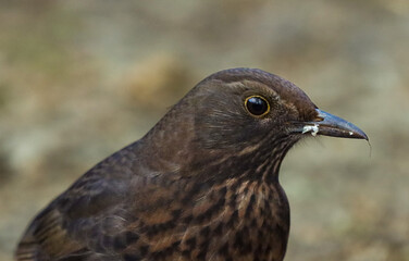 common blackbird female