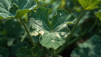 Squash plant leaf affected by powdery mildew fungus, plant health maintenance and treatment practices
