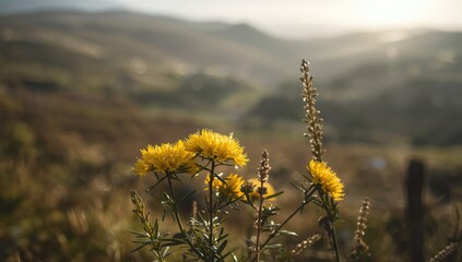 Vegetation of gorse plants on Bodmin Moor, emphasizing erosion risk and landscape preservation