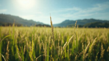Jasmine rice paddies during midday sunlight, highlighting crop cultivation and irrigation patterns