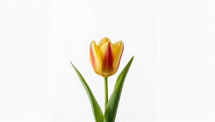 Single tulip with vibrant red and yellow petals and intricate lines, ideal for floral pattern backgrounds