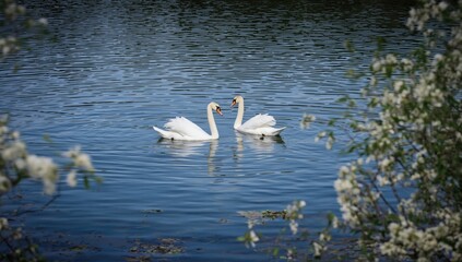 Obraz premium Large bodied white-feathered bird, suitable for wildlife conservation awareness