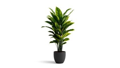 Colorful houseplant with green and yellow leaves, used as decorative accent in office space, World Environment Day