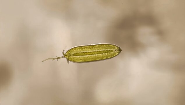 Closterium ehrenbergii microalgae in laboratory cultivation for ecological studies, algae preservation