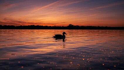 Duck silhouette floating on calm lake water during sunset, highlighting peaceful evening scene