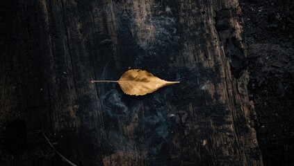 Yellowish-brown fallen leaf on ground, ideal for nature-themed layout or editorial background
