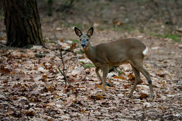 Roe deer © Marcel