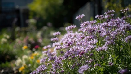 Obraz premium Flower bed showcasing purple scabiosa and white achillea blooms, ideal for garden design layouts