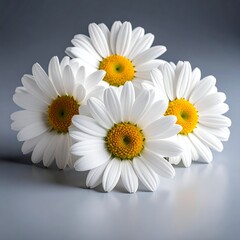 Obraz premium Close-up of a beautiful bouquet of white daisies with yellow centers.