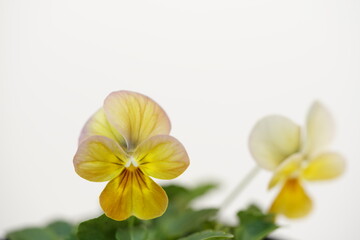 Fototapeta premium 白バックに映えるビオラの花 (ビビ・アンティーク）