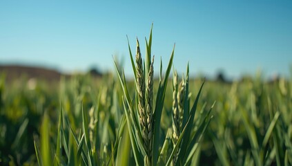 Summer sesame fields with dense green plants, focusing on crop growth and seasonal farming cycles