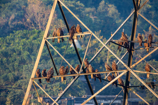 A large flock of black kites (Milvus migrans) perches on a high-voltage transmission tower at Deepor Beel Wildlife Sanctuary, Assam, India, resting above the wetland.