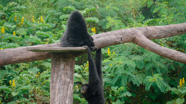 Two siamangs are playing hanging from a tree.