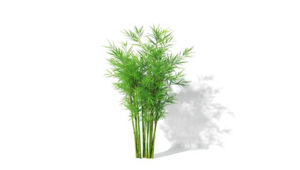 Bamboo plant segments placed against a white backdrop serving as a neutral design element, background material