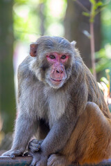 Naklejka premium Wild rhesus macaques (Macaca mulatta) roam freely within Assam State Zoo in Guwahati, India, often seen interacting naturally with their surroundings.