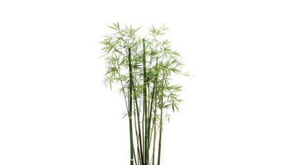 Obraz premium Bamboo with leaves arranged on a white surface serving as a background for text or graphics