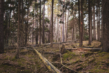 Deep conifer forest with moss and fallen trees in warm late autumn light
