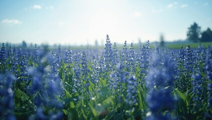 Blooming blue flax plants create a colorful backdrop for natural scenery, Earth Day