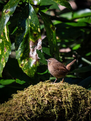 Wren