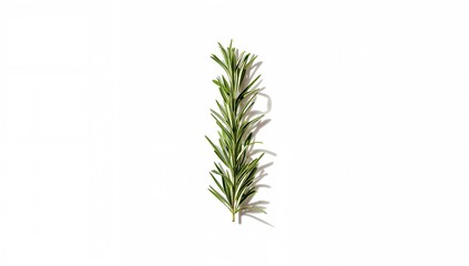 Fototapeta premium Fresh rosemary herb with leaves and twig arranged on white surface, suitable for kitchen or herbal remedies
