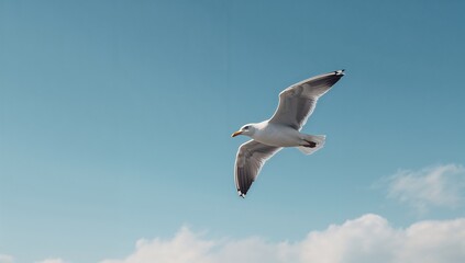 Obraz premium Seagull standing alone on a plain white backdrop, suitable for nature and bird illustration projects