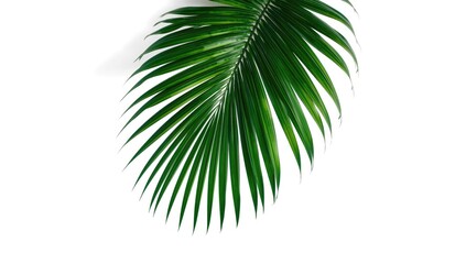 Isolated rainforest plant leaf with striped dark green foliage serving as a UI backdrop, Earth Day