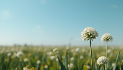 Close-up of onion flowers with vibrant blue sky, highlighting plant development in outdoor settings