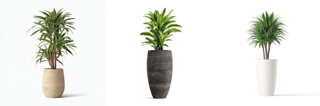 Three elegant plant pots with tall green plants are displayed against white background, showcasing different pot designs and textures. plants add fresh and natural touch