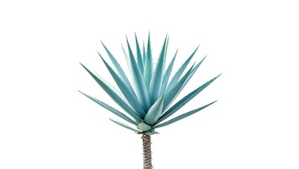 Agave plant isolated on white background as a natural ornament for botanical themes