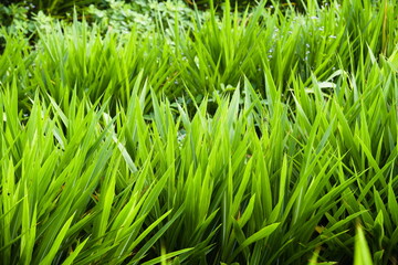Lush green Elephant Grass (Axonopus compressus) in a garden, vibrant tropical lawn texture under natural sunlight