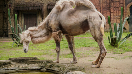 Two-humped camel standing seen from the side