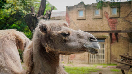 Fototapeta premium the camel's face looks close up