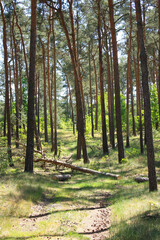 Typical Pine Forest of Brandenburg, Germany
