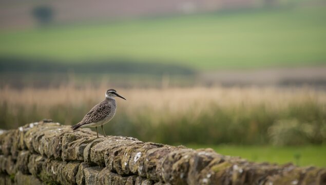 Curlew in nesting season on drystone wall with beak open facing left, focusing on reproductive activity, Bird Conservation Week